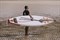 Надувная SUP доска Shark 14'x25” Race - фото 31573